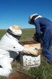 apicultura familiar