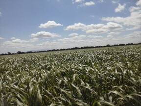 sorgo forrajero