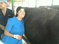 Cirugía desplazamiento abomaso