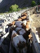 Manejo sanitario bovinos y Caprinos IV región, Chile.