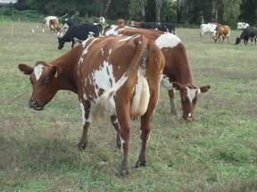 Vacas Sueca Roja en la Provincia Buenos Aires, Argentina