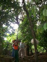 Yo trabajando en el campo.