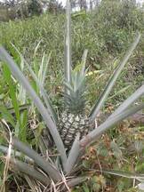 PIÑAS (ANANAS) BAJO EL MODELO ECOLOGICO SABATICO SOLAR