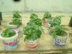 Producción de Tomates Cherry  en invernaderos de la Faculytad de agronomía (AGRO INNOVSA) producto alternativo