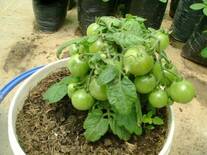 Producción de tomates Cherry en invernader de la Facultad de Agronnmía UNCP