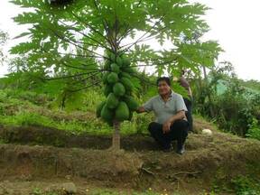 Producción de Papaya en pichanaki