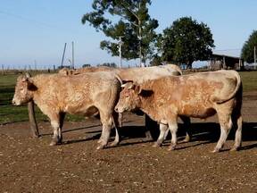 Toros Charolais