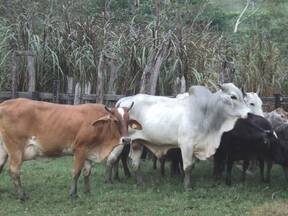 semental cebu brahman