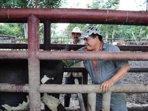 rancho productor de leche con ganado bovino holandocebu