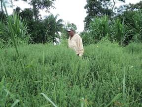 rancho ;sebastopol-2, banco de proteina a base de la leguminosa llamada  stylosanthes guianensis