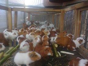 Producción de Cuyes - Conejos