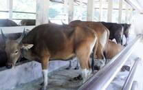 Os bovinos de Timor-Leste