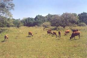 Os bovinos de Timor-Leste