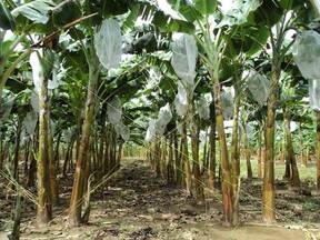 Cultivo de plátano en doble surco