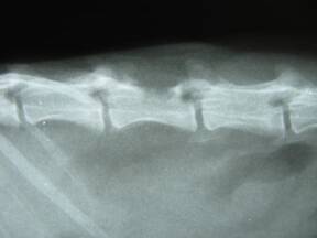 neoplasia de arco vertebral en un huron.