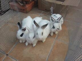 mis conejos