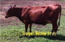 Senepol x Holstein/Jersey