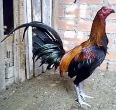 gallo