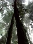 bosque de niebla 2