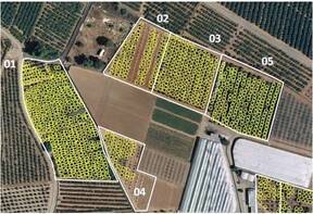 Uso imagenes satelitales para conteo plantas