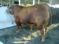 brangus rojo del MVZ Sergio Garza del rancho Santa Cecilia en Guemez, Tamaulipas, 900 kgs
