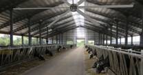 Refrescando ganado eficientemente con ventiladores HVLS