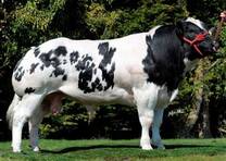 mi nuevo proyecto producir  belgian blue con mis vacas lecheras