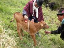 Mejoramiento genético en bovinos