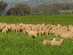 ganado ovino en pastoro