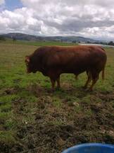 Toro Limousin