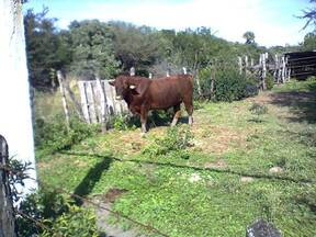 Toro #197 de Don Demetrio Gonzalez, buscar en google como "ganadería maratines" tienen excelente brangus rojo en zona de garrapata