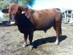 toro #197 brangus rojo ganadería maratines de Don Demetrio Gonzalez, Tamaulipas, México