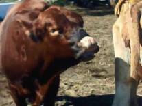 toro #197, brangus rojo de ganadería maratines,trabajando con vacas beefmaster comerciales