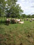 Vacas donadoras de embriones de la raza brahmán