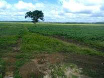 SORGO