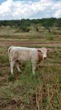 becerra charolais