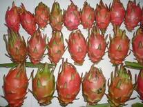 Frutos de pitahaya de una especie autoincompatible, en Puebla