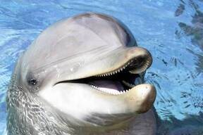 Delfin Riendo