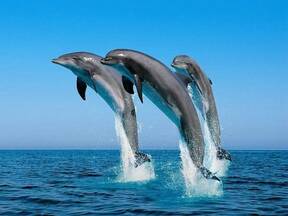 Delfines Blancos