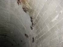 Tunel con desmodus