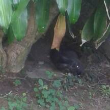 bunny en su rincón  favorito