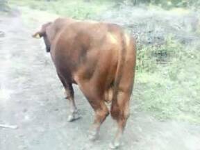 toro #197 brangus de ganadería Maratines