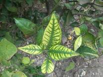 Deficiencia de Zinc  ( Zn) en  hojas de Naranjo