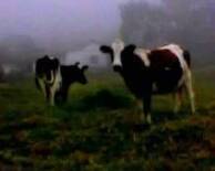 vacas lechera michelena tachira