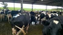 Vacas holandesas sincronizadas