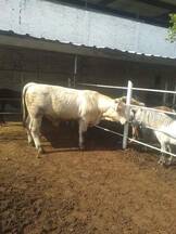 Becerros charolais