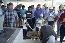 Descoptando yuca en Palmarejo, Santiago Rodriguez, Republica Dominicana