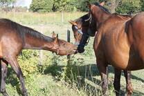 Familia equina