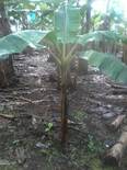 Platano ensayo en fertilizacion de mezcla quimica
