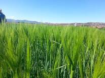 cultivo de trigo en oaxaca